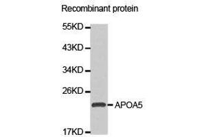 Image no. 1 for anti-Apolipoprotein A-V (APOA5) antibody (ABIN1871031)