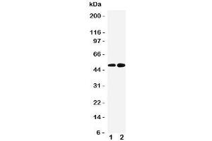 Image no. 1 for anti-Alpha-2A Adrenergic Receptor (ADRA2A) (Middle Region) antibody (ABIN3029881)