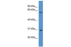 Image no. 1 for anti-Copine VII (CPNE7) (C-Term) antibody (ABIN2786028)