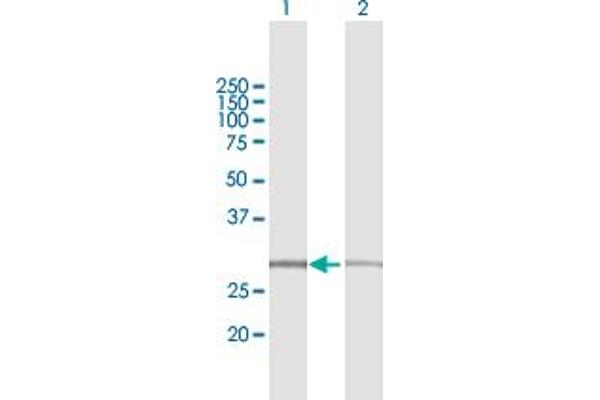 FNTA anticorps  (AA 1-214)