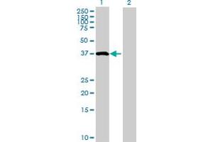 Western Blot analysis of NKD2 expression in transfected 293T cell line by NKD2 MaxPab polyclonal antibody.