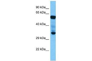 Image no. 4 for anti-E74-Like Factor 2 (Ets Domain Transcription Factor) (ELF2) (N-Term) antibody (ABIN2777387)