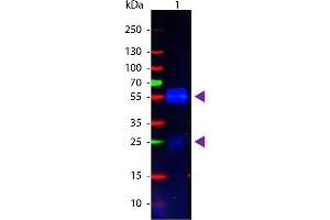 Image no. 3 for Goat anti-Rabbit IgG (Heavy & Light Chain) antibody (Atto 488) - Preadsorbed (ABIN964982)