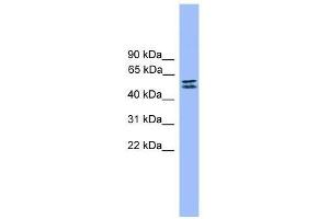 Image no. 1 for anti-serine Peptidase Inhibitor, Kunitz Type 1 (SPINT1) (C-Term) antibody (ABIN929165)