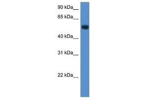 Image no. 1 for anti-Carbohydrate (N-Acetylglucosamine-6-O) Sulfotransferase 2 (CHST2) (Middle Region) antibody (ABIN928108)