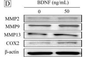 The effects of brain-derived neurotrophic factor (BDNF) on autoregulation and the expression of angiogenesis- related signaling proteins in HUVEC cells.
