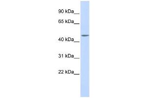 Image no. 1 for anti-WD Repeat Domain 45B (WDR45B) antibody (ABIN2458117)