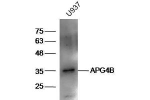U937 lysates probed with Rabbit Anti-ATG4B Polyclonal Antibody, Unconjugated  at 1:5000 for 90 min at 37˚C.