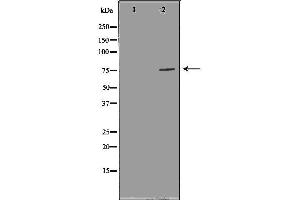Image no. 4 for anti-Forkhead Box P1 (FOXP1) (C-Term) antibody (ABIN6261807)