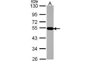 Image no. 2 for anti-Adaptor-Related Protein Complex 4, mu 1 Subunit (Ap4m1) (Center) antibody (ABIN2856991)