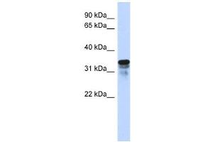 Image no. 1 for anti-Regulator of Microtubule Dynamics 1 (RMDN1) (N-Term) antibody (ABIN632672)