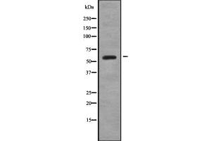 Image no. 3 for anti-Signal Transducing Adaptor Molecule (SH3 Domain and ITAM Motif) 2 (STAM2) antibody (ABIN6265306)