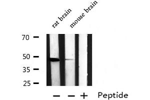 anti-Lysophosphatidic Acid Receptor 1 (LPAR1) (N-Term) antibody