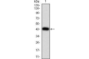 Image no. 5 for anti-Unc-51 Like Kinase 2 (ULK2) (AA 1-155) antibody (ABIN5882566)