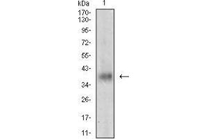 Image no. 5 for anti-Myostatin (MSTN) (AA 24-266) antibody (ABIN2683000)
