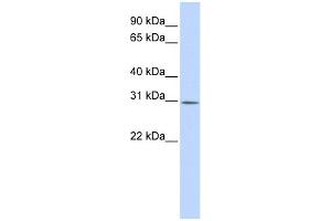 Image no. 1 for anti-Yip1 Interacting Factor Homolog B (YIF1B) (Middle Region) antibody (ABIN2782053)