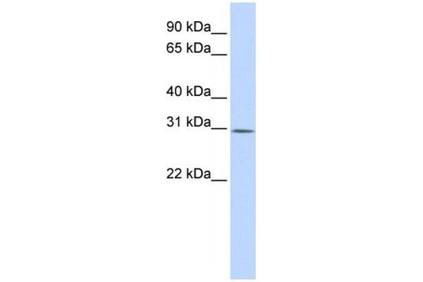 anti-Yip1 Interacting Factor Homolog B (YIF1B) (Middle Region) antibody