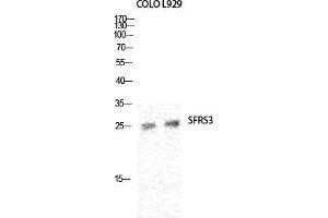 Image no. 3 for anti-serine/arginine-Rich Splicing Factor 3 (SRSF3) (C-Term) antibody (ABIN3187055)