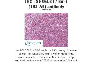 Image no. 1 for anti-SH3-Domain GRB2-Like Endophilin B1 (SH3GLB1) (AA 1-366), (full length) antibody (ABIN1723585)