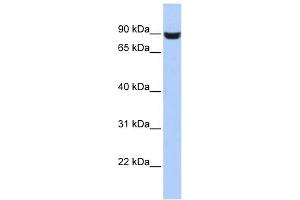 Image no. 1 for anti-Leucine Rich Repeat and Fibronectin Type III Domain Containing 5 (LRFN5) (Middle Region) antibody (ABIN2785179)