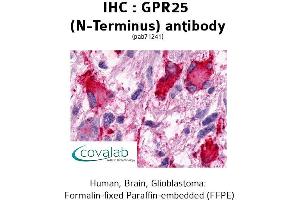 anti-G Protein-Coupled Receptor 25 (GPR25) (Extracellular Domain), (N-Term) antibody