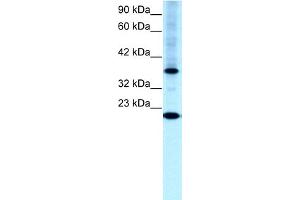 Image no. 2 for anti-Transcription Factor CP2-Like 1 (TFCP2L1) (N-Term) antibody (ABIN2777497)