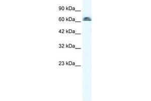 Image no. 1 for anti-Influenza Virus NS1A Binding Protein (IVNS1ABP) antibody (ABIN2460653)