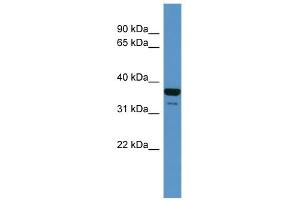 Image no. 1 for anti-CD200 Receptor 1 (CD200R1) (N-Term) antibody (ABIN2774270)