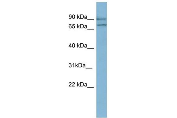 OXR1 antibody  (N-Term)