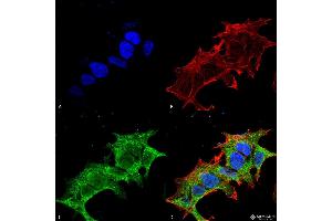 Immunocytochemistry/Immunofluorescence analysis using Mouse Anti-GIT1 Monoclonal Antibody, Clone S39B-8 .
