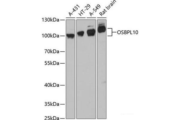 OSBPL10 Antikörper