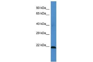 Image no. 1 for anti-Methionine Sulfoxide Reductase A (MSRA) (Middle Region) antibody (ABIN2786870)