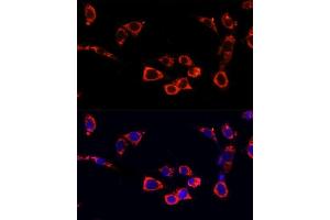 MTOR antibody  (AA 2388-2487)