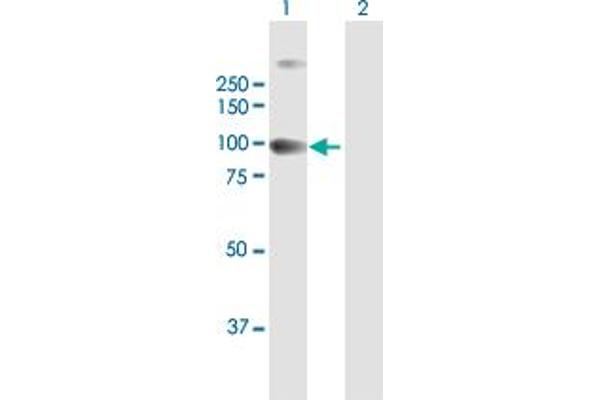 anti-Signal Transducer and Activator of Transcription 5A (STAT5A) (AA 1-794) antibody