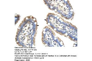 Image no. 2 for anti-Frizzled Family Receptor 9 (FZD9) (N-Term) antibody (ABIN2776709)