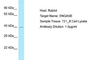 anti-Endo-beta-N-Acetylglucosaminidase (ENGASE) (N-Term) antibody