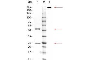 Image no. 1 for anti-Glutathione Transferase zeta 1 (Maleylacetoacetate Isomerase) (GSTZ1) antibody (GST tag) (ABIN5596954)