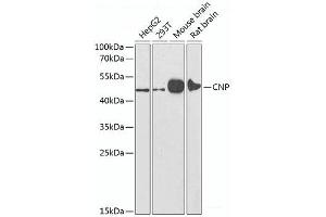 Western blot analysis of extracts of various cell lines using CNP Polyclonal Antibody at dilution of 1:1000.