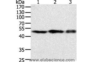 Image no. 1 for anti-Coagulation Factor VII (F7) antibody (ABIN2428811)