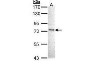 Image no. 1 for anti-Inhibitor of kappa Light Polypeptide Gene Enhancer in B-Cells, Kinase epsilon (IKBKE) (AA 544-680) antibody (ABIN467546)