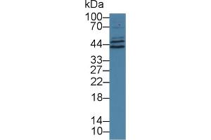 Image no. 1 for anti-Vacuolar Protein Sorting 37 Homolog A (VPS37A) (AA 1-397) antibody (ABIN1171760)