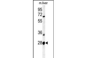 RTP2 antibody  (AA 122-151)