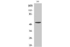 Image no. 1 for anti-Serine Incorporator 3 (SERINC3) (C-Term) antibody (ABIN3187215)