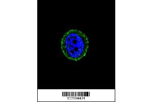 Image no. 3 for anti-Mitochondrial Calcium Uptake 1 (MICU1) (AA 445-474), (C-Term) antibody (ABIN5535878)