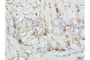 Image no. 4 for anti-Nuclear Factor (erythroid-Derived 2)-Like 2 (NFE2L2) (AA 15-65), (pSer40) antibody (ABIN676673)