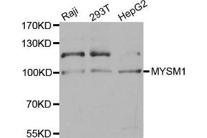 Image no. 1 for anti-Myb-Like, SWIRM and MPN Domains 1 (MYSM1) antibody (ABIN3017376)