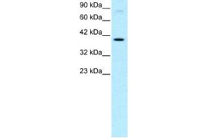 Image no. 3 for anti-KIN, Antigenic Determinant of RecA Protein Homolog (KIN) (Middle Region) antibody (ABIN2777414)