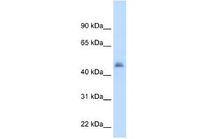 Image no. 1 for anti-Cytochrome P450, Family 3, Subfamily A, Polypeptide 7 (CYP3A7) (Middle Region) antibody (ABIN630440)