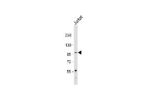 LARGE antibody  (AA 365-398)