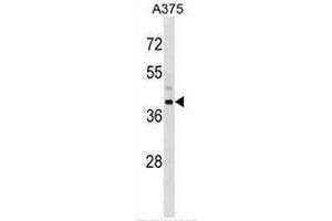 Image no. 1 for anti-Snurportin 1 (SNUPN) (AA 199-228), (Middle Region) antibody (ABIN954877)